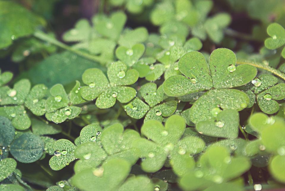 17 sales incentives inspired by St. Patrick’s Day 